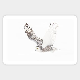 Snowy Owl Sticker